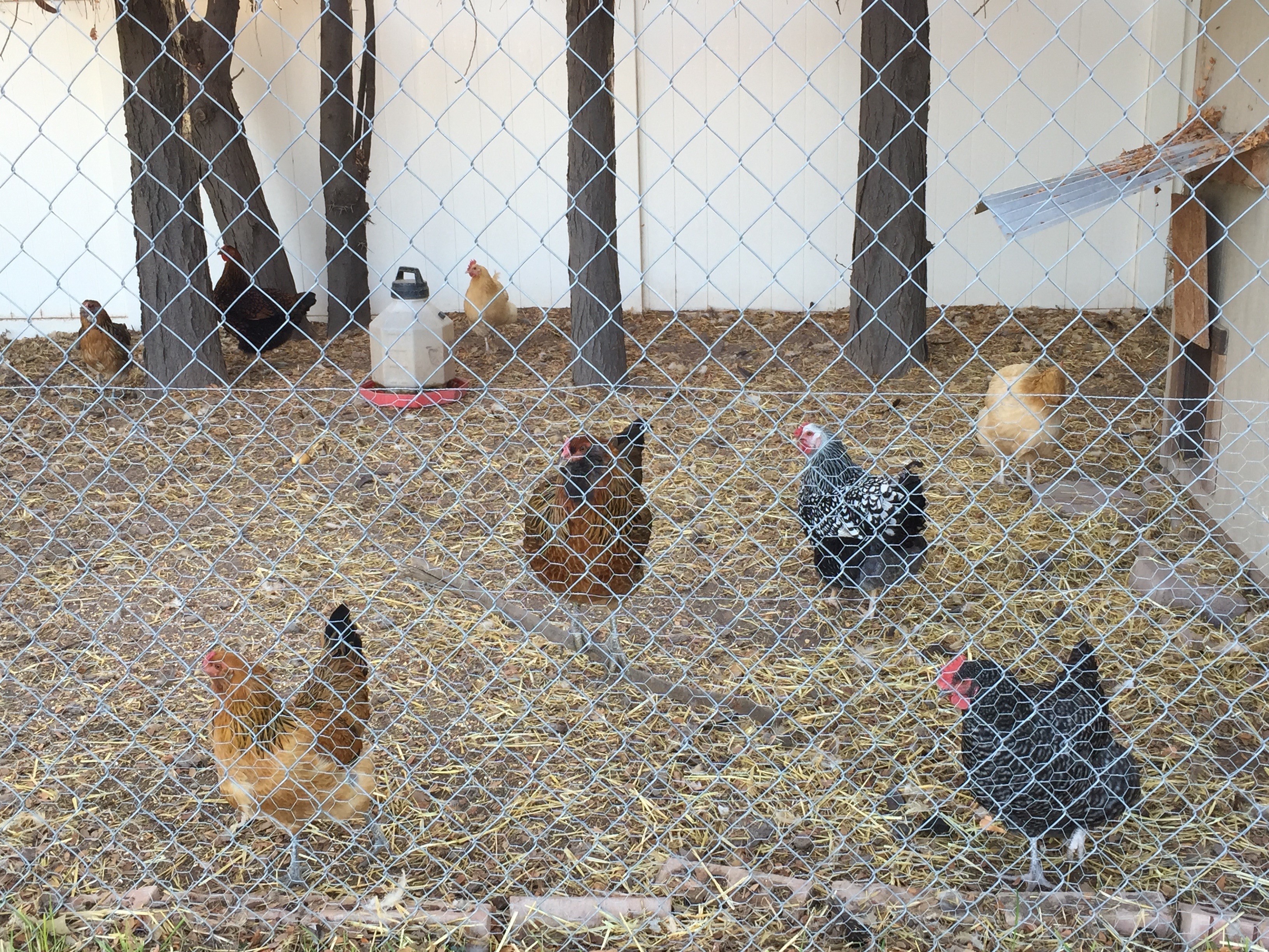 hens in coop